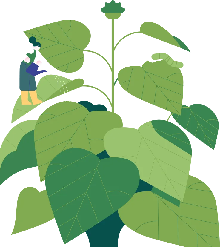 Paulownia-Waldplantage