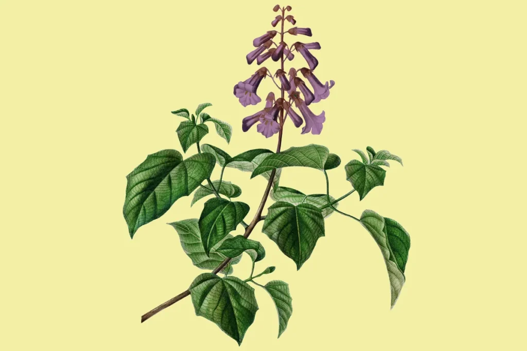 Paulownia feuerfestes Holz