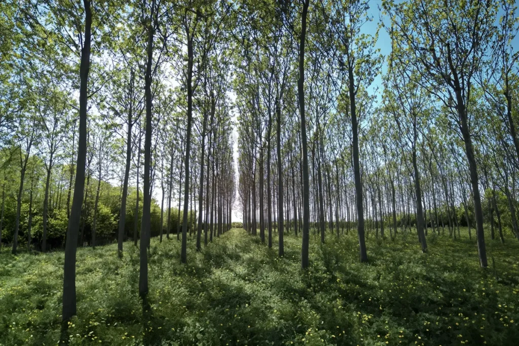 Rekultivierung von Brachflächen Nachhaltiges Holz