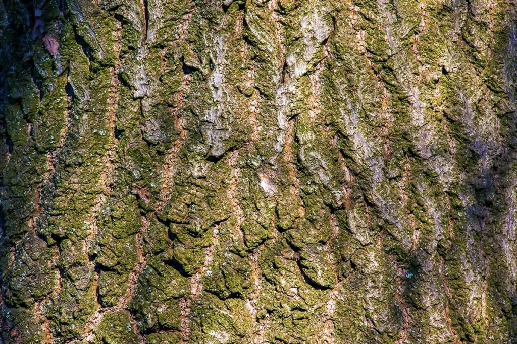 Paulownia-Baum-Legende